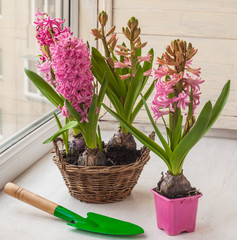 Pink hyacinths in a basket and   shovel