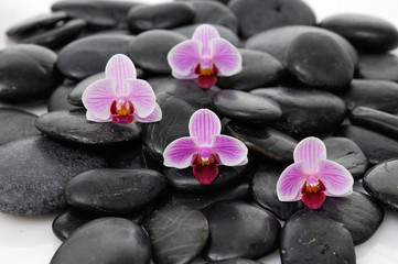 Fototapeta na wymiar Set of four orchid on zen stones