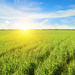 field, sunrise and blue sky