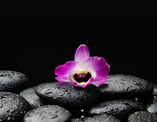 Still life with Pink orchid on wet pebbles