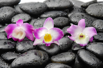 Obraz na płótnie Canvas Three pink orchid on wet zen stones