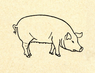 Domestic pig (Sus domesticus)