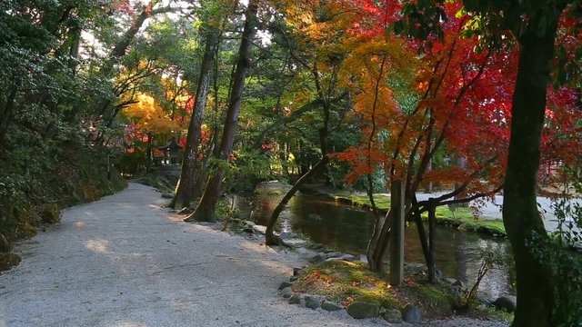 京都・紅葉の上賀茂神社御手洗川