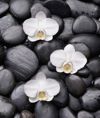 Obraz na płótnie Canvas beautiful three orchid and back stones background 