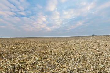 Stubble field after corn