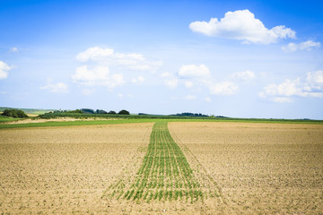 Feld mit Streifen aufgegangener Saat, Österreich