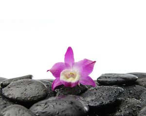 Pink orchid on wet pebbles background