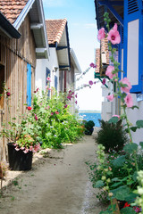 Alley in the bassin of arcachon in France with wooden houses looking at sea flowered with hollycocks