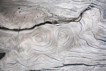 Rindenstrukturen, Holz