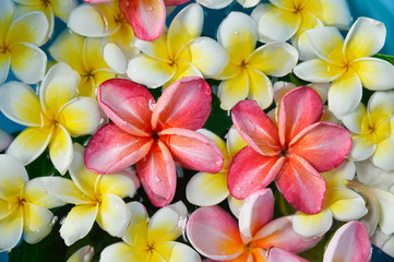 Fototapeta na wymiar many white and pink with white frangipani in water