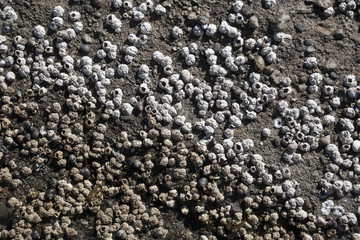 Seepocken (Balanidae), Ebbe, Kanada