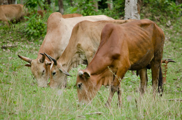 cow in thailand