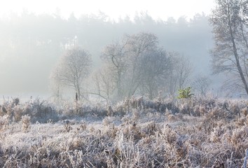 Obraz na płótnie Canvas Beautiful morning with frost on plants. Autumnal landscape.