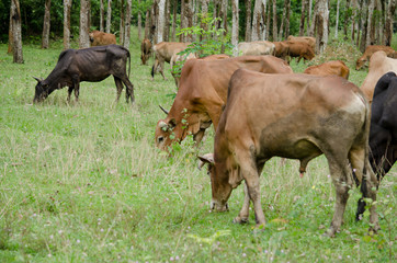cow in thailand