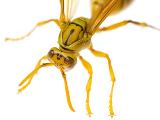 guêpe polistes hebraeus, île de la Réunion