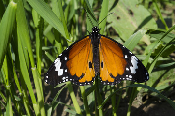 Monarch Butterfly