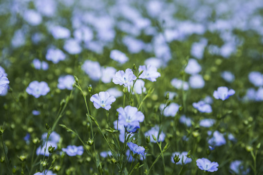Lein (Linum)/Flachs, bl&uuml;hend, &Ouml;sterreich