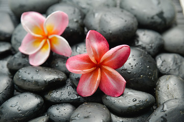 Fototapeta na wymiar Two frangipani on wet pebbles
