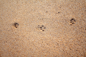 Dog footprints on the sand beach