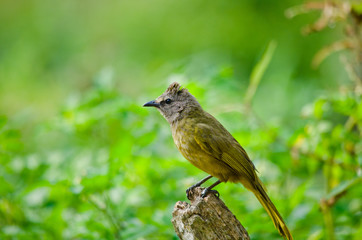 white throated bulbul