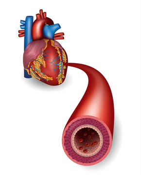 Healthy artery and heart anatomy