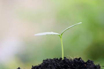 Growing plant