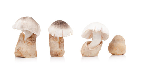 Fototapeta premium Volvariella volvacea, Straw Mushroom on white background