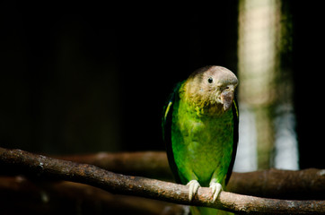 green parrot