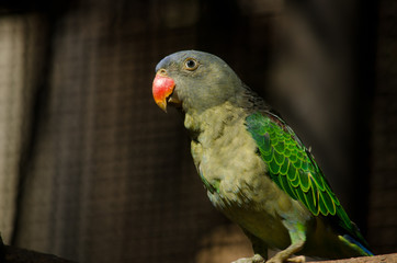 green parrot