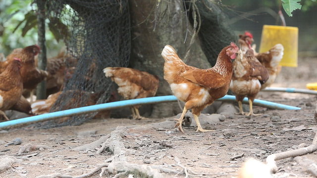 Happy hens in cage free and free range farming