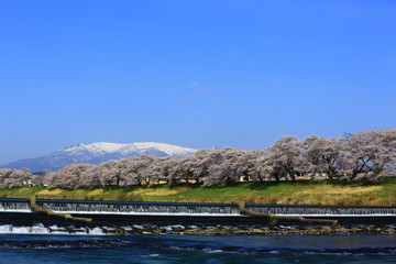 青空と蔵王　人目千本桜