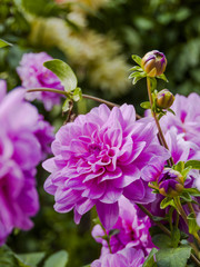 Herbstblumen, Dahlie, Herbstgarten, Dahlienblüte, Gartenkultur, Gartenarbeit, Herbst, Südtirol, Italien