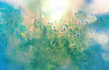 Fototapeta na wymiar Sunny meadow