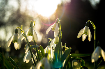 Spring