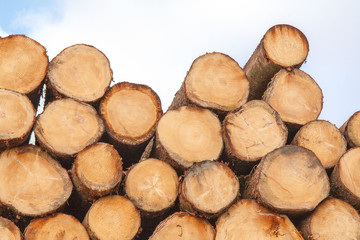 Troncs de sapins sci&eacute;s et empil&eacute;s