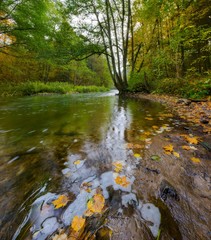 Wild river in autumnal colorful forest