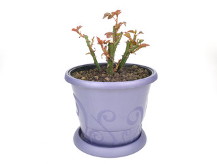 Obraz premium rosier en conteneur