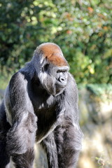 Flachlandgorillas