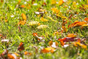 Autumnal leaves on green grass