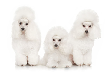 Group of white poodles