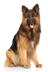 German shepherd dog sitting