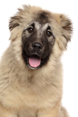 Close-up of Caucasian Shepherd puppy