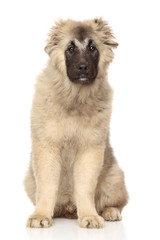 Caucasian Shepherd puppy
