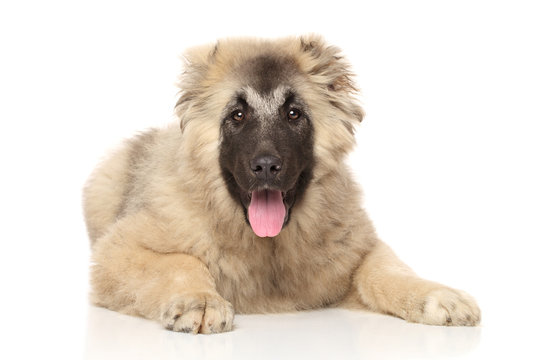 Caucasian shepherd video 2025