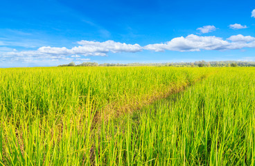 Paddy rice field and beautiful blue sky