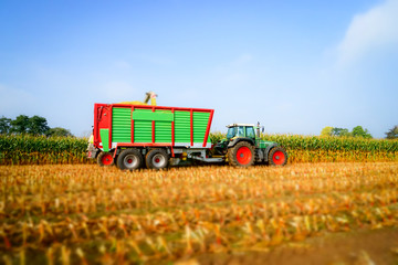 Fototapeta premium Maisernte, Traktor mit Anhänger auf dem Feld