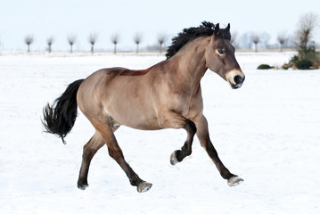Horse galloping in the snow