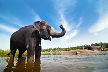 Zelfklevend Fotobehang Indische olifant © diter