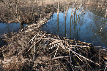 Beaver dam.