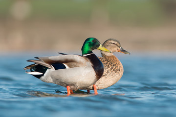 Wild ducks
